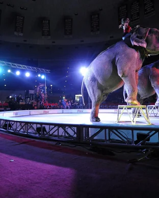 Carden International Circus Spectacular Valley Center